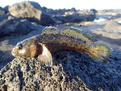 Mauligobius maderensis