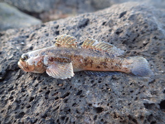 Mauligobius maderensis