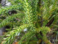 Athrotaxis selaginoides