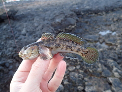 Mauligobius maderensis