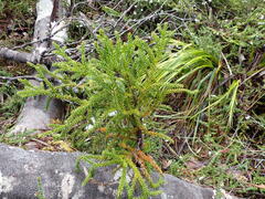 Athrotaxis selaginoides