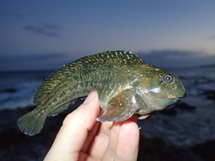 Parablennius parvicornis