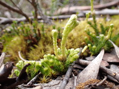Austrolycopodium fastigiatum
