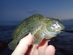 Parablennius parvicornis