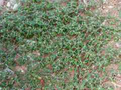 Euphorbia pediculifera