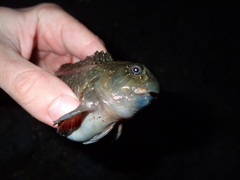 Parablennius parvicornis