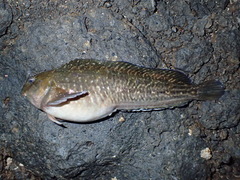 Parablennius parvicornis