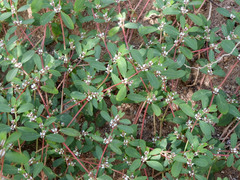 Euphorbia pediculifera