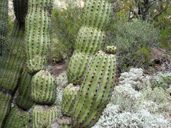 Stenocereus thurberi