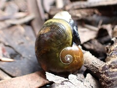 Helicarion cuvieri