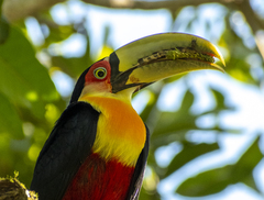 Ramphastos dicolorus