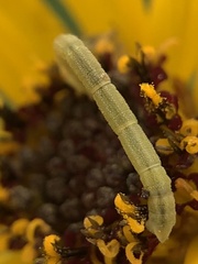 Chlorochlamys chloroleucaria