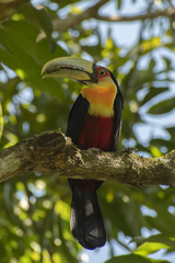 Ramphastos dicolorus
