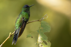 Thalurania glaucopis
