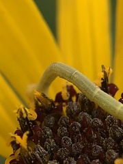 Chlorochlamys chloroleucaria