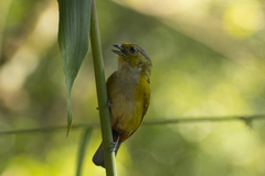 Euphonia pectoralis