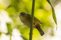 Euphonia pectoralis