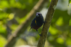 Euphonia pectoralis