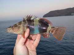 Serranus papilionaceus