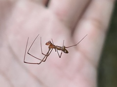 Argyrodes fissifrons