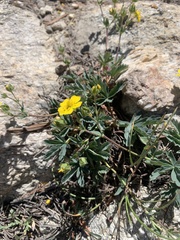Potentilla glaucophylla