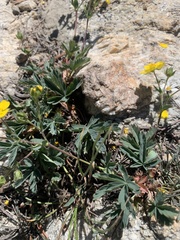 Potentilla glaucophylla