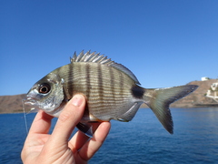 Diplodus
