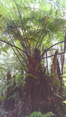 Gymnosphaera salvinii