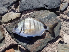 Diplodus