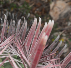 Ferocactus recurvus
