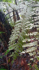 Gymnosphaera salvinii