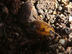 Blattella vaga
