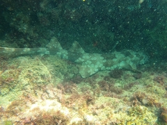 Orectolobus maculatus