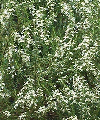 Olearia ramulosa