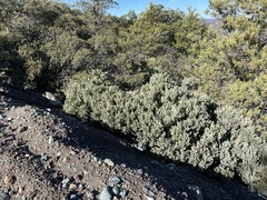 Arctostaphylos viscida pulchella