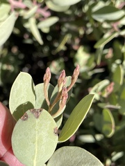 Arctostaphylos viscida pulchella
