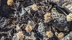 Monardella australis cinerea