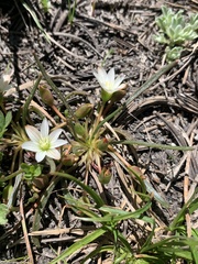 Lewisia pygmaea