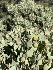Arctostaphylos viscida pulchella