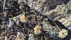 Monardella australis cinerea
