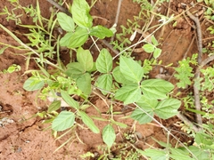 Macroptilium atropurpureum