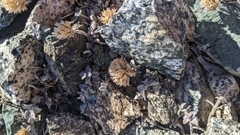 Monardella australis cinerea