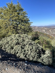 Arctostaphylos viscida pulchella