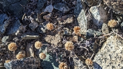 Monardella australis cinerea
