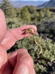 Arctostaphylos viscida pulchella