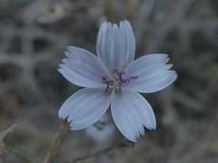 Stephanomeria exigua