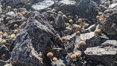 Monardella australis cinerea