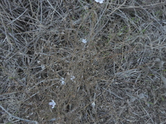 Stephanomeria exigua