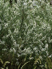 Olearia ramulosa