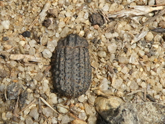 Trox